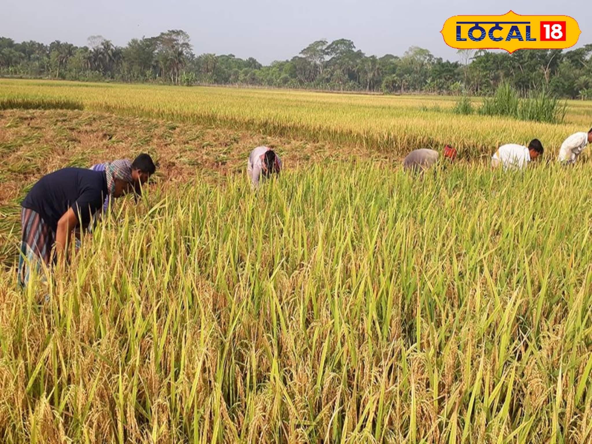 ধানের জমিতে ওটা কী! কাছে গিয়ে দেখতেই চোখ কপালে স্থানীয়দের! 