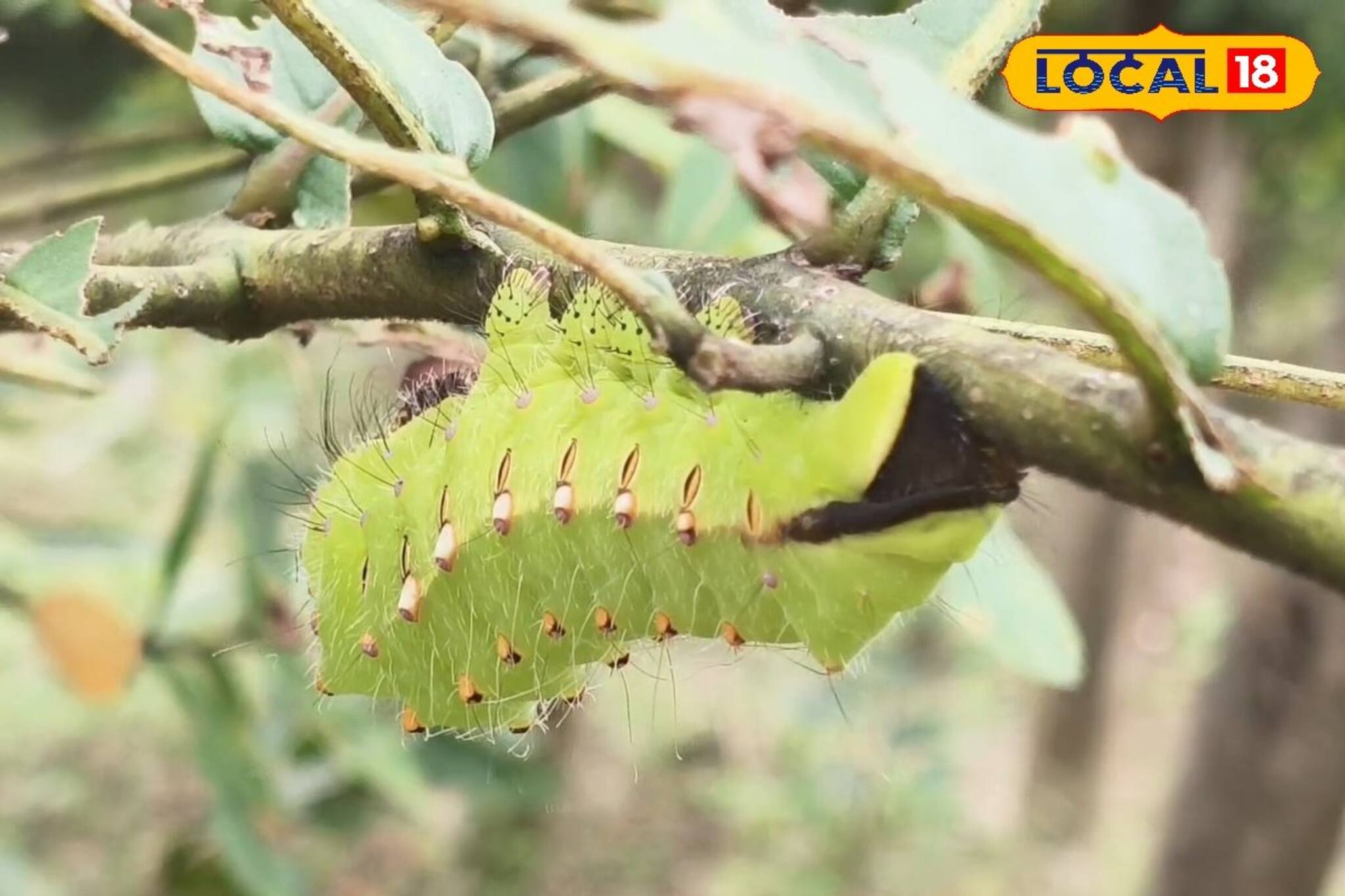 রেশম পোকা প্রতিপালনে স্বপ্ন বুনছেন গ্রামবাসীরা !