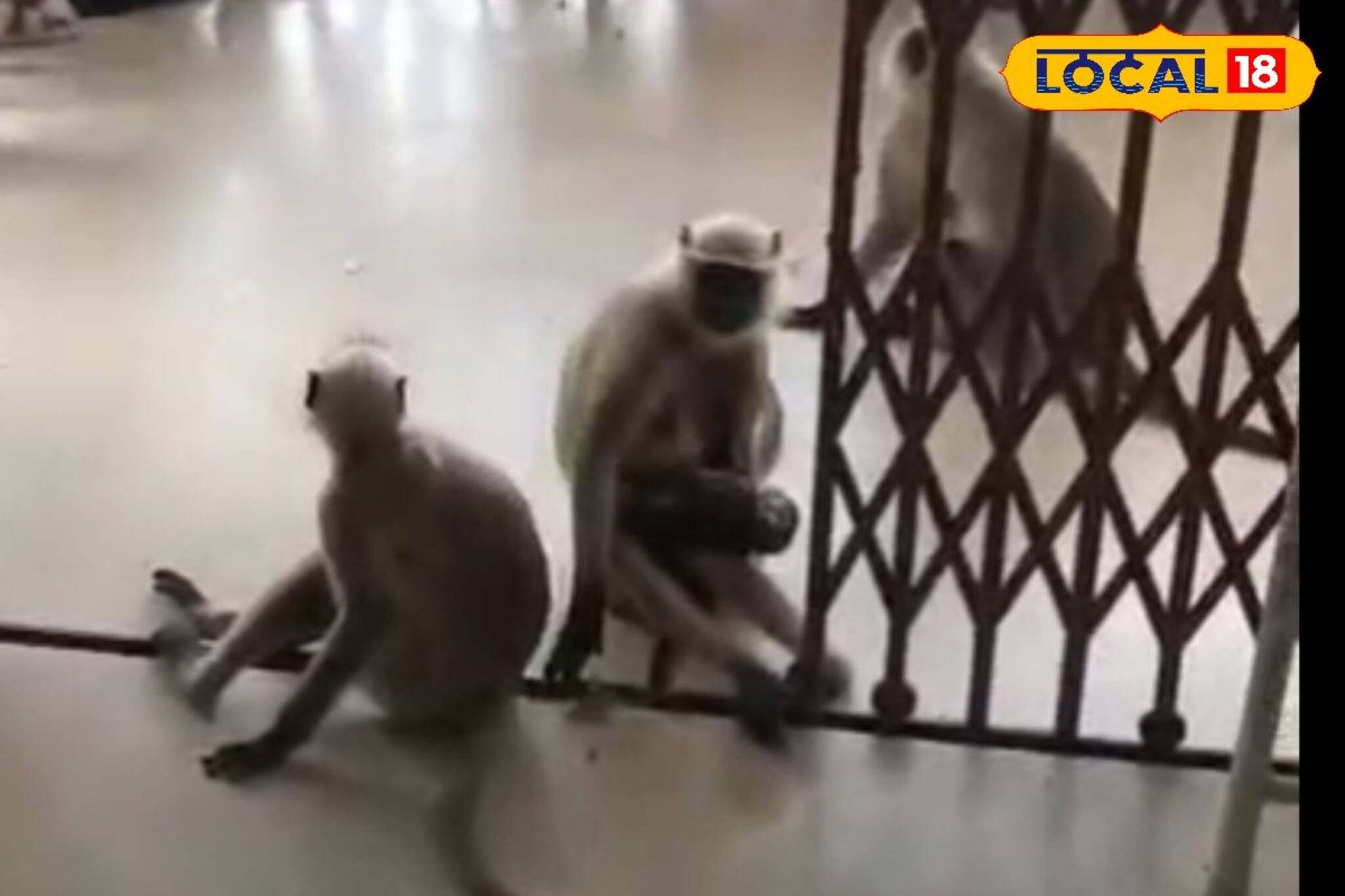 নাড়ির টান বলে কথা, কোলের সন্তান আহত! সটান হাসপাতালে হাজির মা হনুমান, ভিডিও দেখলে চমকাবেন