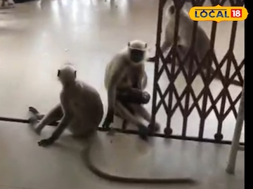 Animal Mother Monkey: নাড়ির টান বলে কথা, কোলের সন্তান আহত! সটান হাসপাতালে হাজির মা হনুমান, ভিডিও দেখলে চমকে যাবেন