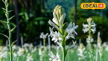 প্রতিকী