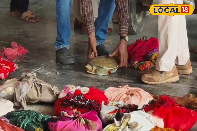 পাচারের আগেই ১৪১টি কচ্ছপ সহ মালদা টাউন স্টেশনে গ্রেফতার ১০ জন পাচারকারী। মালদা টাউন স্টেশনে সন্দেহভাজন ১০ জনকে ঘোরাফেরা করতে দেখে আটক করে রেলওয়ে আরপিএফ কর্তারা। তাদের তল্লাশি চালিয়ে উদ্ধার হয় বিপুল পরিমাণ কচ্ছপ। ঘটনায় গ্রেফতার করা হয় ১০ জন পাচারকারী। ছবি ও তথ্যঃ জিএম মোমিন।