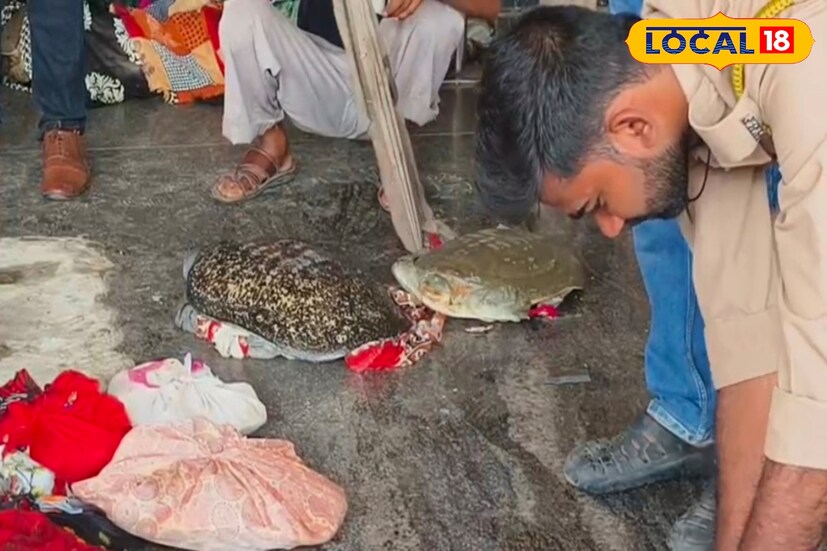 বন দফতরের মালদা রেঞ্জের আধিকারিক সরস্বতী বিশ্বাস জানান, আরপিএফ আধিকারিকদের থেকে জানতে পেরেছি, ফরাক্কা এক্সপ্রেস থেকে মোট ১৪১টি কচ্ছপ উদ্ধার হয়েছে।
