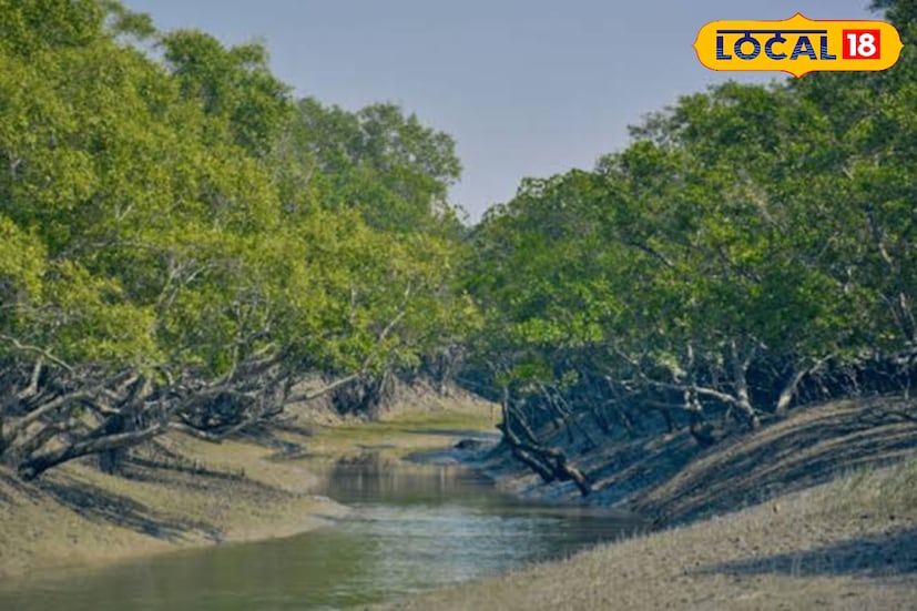 পুজোর লম্বা ছুটি ভ্রমণপ্রিয় বাঙালি রাজ্য এবং দেশের বিভিন্ন জায়গায় বেড়াতে যান এই সময় হাতে কম সময় থাকলে কারও কারও গন্তব্য হয় সুন্দরবনও। বিশ্বের সর্ববৃহৎ ম্যানগ্রোভ অরণ্যের সাক্ষী থাকেন পর্যটকরা।