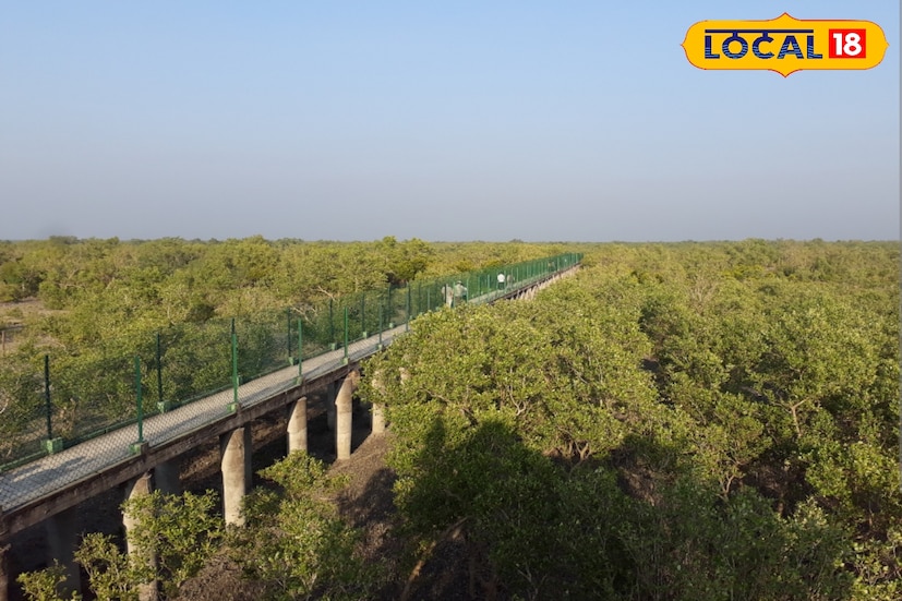 Sundarban Tour: হেঁতাল, সুন্দরী, গরানের আড়ালে উঁকি দেয় রয়্যাল বেঙ্গল টাইগার, সুন্দরবন যাওয়ার আগে জেনে নিন বাঘ দর্শনের সেরা ঠিকানা Sundarban Tour: হেঁতাল, সুন্দরী, গরানের আড়ালে উঁকি দেয় রয়্যাল বেঙ্গল টাইগার, সুন্দরবন যাওয়ার আগে জেনে নিন বাঘ দর্শনের সেরা ঠিকানা