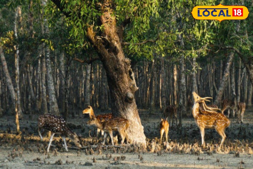 পৃথিবীর বৃহত্তম ম্যানগ্রোভ অরণ্য সুন্দরবন রাজ্যেরর দুই জেলা জুড়ে বিস্তৃত— উত্তর ২৪ পরগনা ও দক্ষিণ ২৪ পরগনা। এই অঞ্চল প্রকৃতি, বন্যপ্রাণী আর অভিযানের জন্য বিশ্বের দরবারে সুপরিচিত। ভ্রমণের আগে কিছু বিশেষ জায়গা সম্পর্কে জানা থাকলে সফর আরও আনন্দময় হয়ে ওঠে।