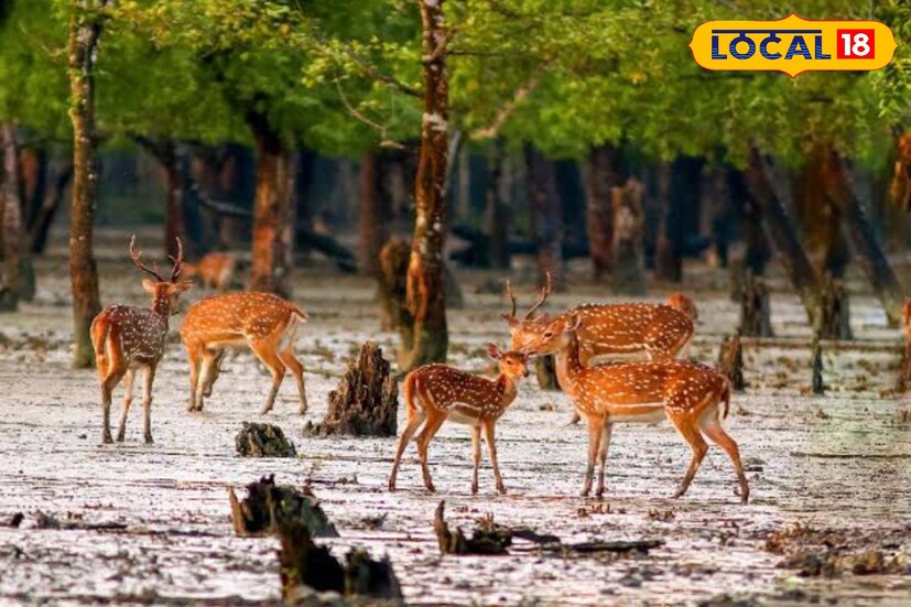 হরিখালি সুন্দরবনের উত্তর ২৪ পরগনা অংশের অন্যতম আকর্ষণীয় স্পট। ঘন ম্যানগ্রোভ অরণ্যের ভেতর দিয়ে সরু খাঁড়ি বয়ে গেছে, যেখানে নৌকাভ্রমণ এক ভিন্ন রোমাঞ্চ এনে দেয়। এই এলাকায় রয়েল বেঙ্গল টাইগারের বিচরণ প্রায়ই চোখে পড়ে, পাশাপাশি বড় দলে চিত্রা হরিণও দেখা যায়। শীতকালে বিভিন্ন প্রজাতির পরিযায়ী পাখি এখানে এসে বসবাস করে।