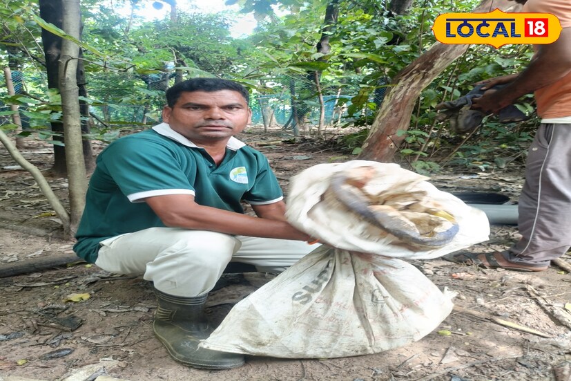 ঘটনাটি ঘটেছে , বলরামপুর থানার অন্তর্গত বলরামপুরের হাঁসপুর শিয়াল ছ্যাঁকা মোড়ে এক ব্যক্তির বাড়িতে। সাপটিকে উদ্ধার করে বলরামপুর বনদফতরের কর্মীরা। ছবি ও তথ্য - শর্মিষ্ঠা ব্যানার্জি