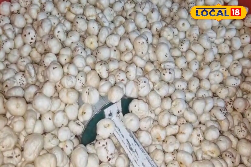 মালদহ, জিএম মোমিন: নামিদামি স্বাস্থ্যকর বাদাম কে টেক্কা দিচ্ছে মালদহের মাখানা। আর এই মাখানা চাষ করেই আয়ের বিকল্প পথ খুঁজেছেন মালদহের চাষিরা। জেলার সর্বত্র এই চাষ না হলেও মালদহের হরিশচন্দ্রপুর এলাকায় এই চাষের ব্যাপক চাহিদা লক্ষ্য করা যায়। অন্যান্য ফসল ও ফল থেকে সেই পরিমাণ দাম না মিললেও মাখানা চাষ করেই আর্থিকভাবে লাভবান হচ্ছেন এই এলাকার চাষিরা। (ছবি ও তথ্য: জিএম মোমিন)