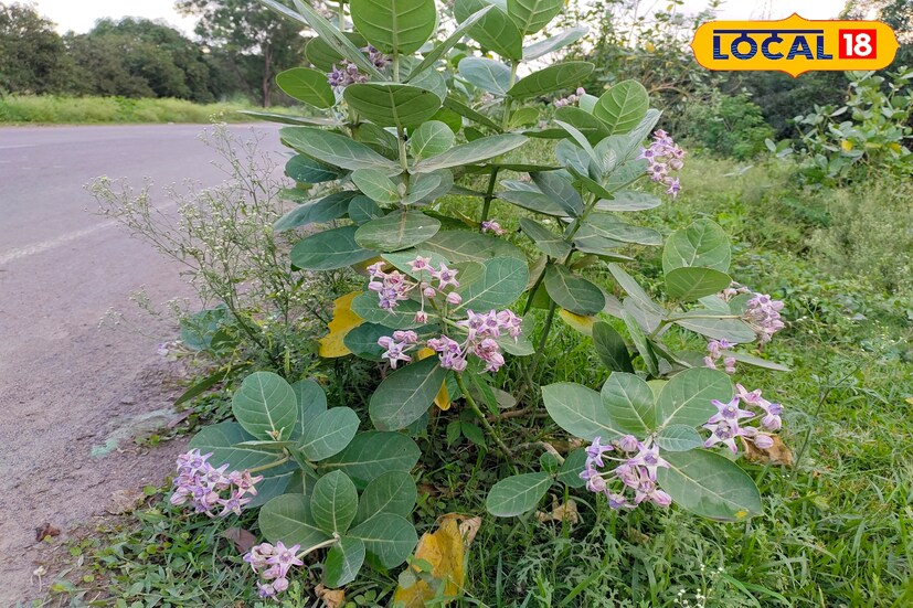 চিকিৎসকদের মতে আয়ুর্বেদিক উপায় জেনে এটির ব্যবহার করলে ব্যাপক উপকারিতা রয়েছে। ছোট থেকে বড় সব রকমের একাধিক শারীরিক সমস্যা কে প্রতিরোধ করতে সাহায্য করে এই আকন্দ উদ্ভিদ। এই আকন্দ উদ্ভিদ প্রাচীন সময় থেকে আয়ুর্বেদের অংশ হিসেবে ব্যবহার হয়ে আসছে। 