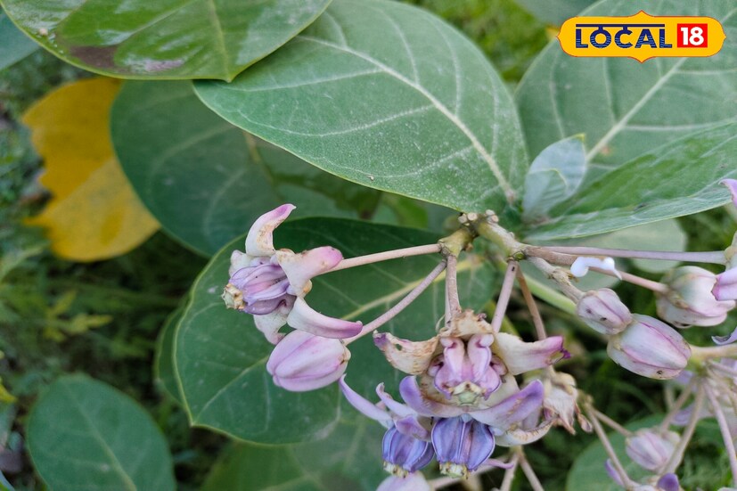 বাত ও জয়েন্টের ব্যথা, কৃমিনাশক, ফোলা বা শোথ নিরাময়, শ্বাসকষ্ট, দাঁতের ব্যথা, বহুমূত্র রোগ ইত্যাদি রোগ প্রতিরোধে সহায়ক হয়। তবে এই উদ্ভিদের ব্যবহারের ক্ষেত্রে কিছু সতর্কতা অবলম্বন করা প্রয়োজন। কারণ এটির পাতা ও কষ বিষাক্ত থাকায় ক্ষতিকারক দিক‌ও রয়েছে। তাই এর ব্যবহারের পূর্বে চিকিৎসকদের পরামর্শ প্রয়োজন। (ছবি ও তথ্য: জিএম মোমিন)