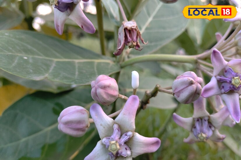 শুধু ওষুধি প্রয়োজন নয় এই আকন্দ উদ্ভিদের যোগ রয়েছে দেবতার আধ্যাত্মিকতার। আকন্দ গাছের পাতা, ফুল, মূল এবং কষ সবই বিভিন্ন কাজে লাগে। এর ফুল 