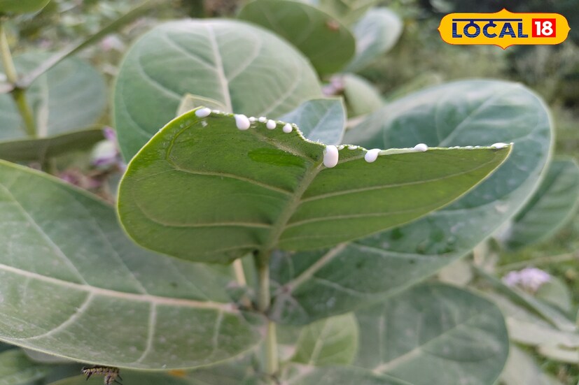 শ্বাসকষ্ট, খোসপাচড়া, একজিমা, দাঁত ব্যথা সহ ইত্যাদি একাধিক শারীরিক রোগের প্রতিকারক এই আকন্দ গাছ। আয়ুর্বেদের নিয়ম অনুযায়ী ব্যবহার করলেই এই উদ্ভিদের পাতা থেকে তৈরি করতে পারবেন একাধিক রোগের ওষুধ। তবে আগাছায় জন্মানয় খুব কম গুরুত্ব লক্ষ্য করা যায় এই উদ্ভিদের। 