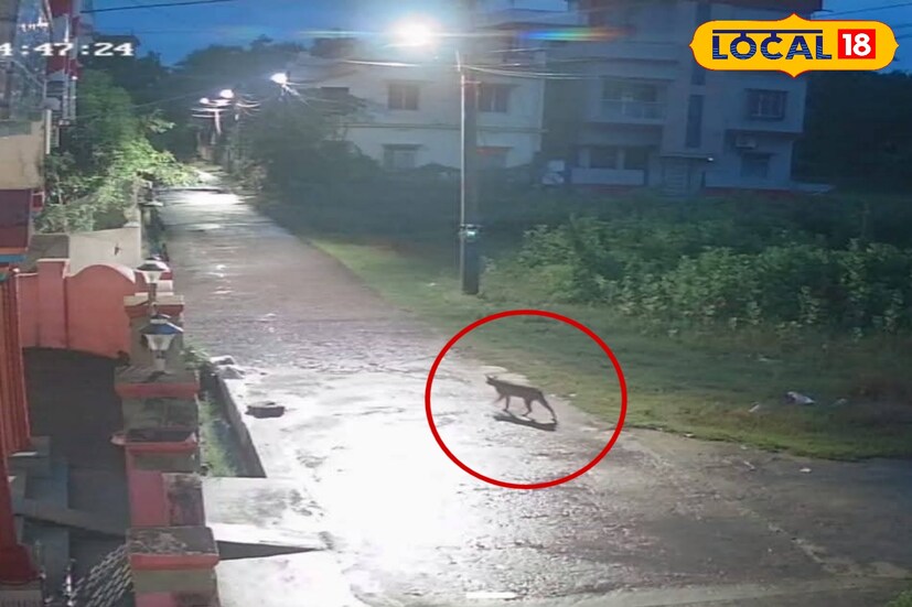 কাঁথি শহরের ৬ নম্বর ওয়ার্ডের শান্তিপল্লীতে সিসিটিভি ক্যামেরায় ধরা পড়ছে অদ্ভুত আকৃতির এক জন্তু। কখনও তাকে দেখা যাচ্ছে গলির ভিতর দিয়ে চলাফেরা করতে, আবার কখনও খাবারের খোঁজে ডাস্টবিনের সামনে ঘোরাঘুরি করতে। সিসিটিভির ছবিতে স্পষ্ট দেখা গেছে, প্রাণীটির গড়ন ও হাবভাব অনেকটাই বাঘের মতো। আর তাতেই আতঙ্ক আরও বেড়েছে সাধারণ মানুষের মনে। (ছবি ও তথ্য : মদন মাইতি)