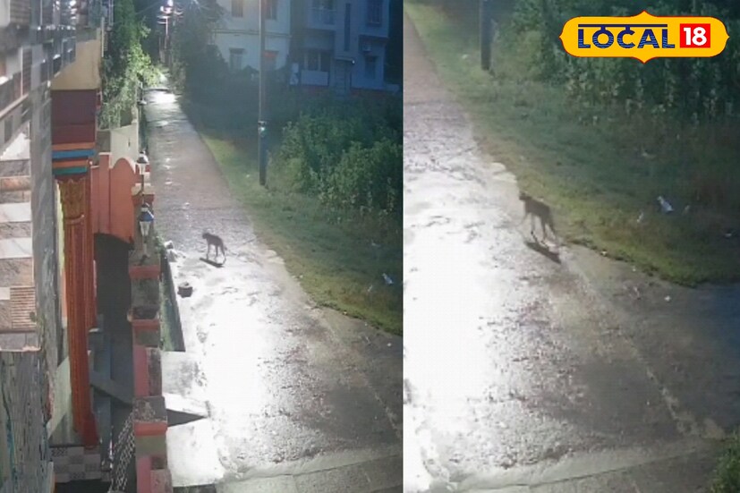 এই অজানা জন্তুর ভয়ে এখন অনেকেই সন্ধ্যা হলে শহরের বের হতে ভয় পাচ্ছেন। অভিভাবকেরা সন্তানদের একা বাইরে খেলতে দিচ্ছেন না। অনেকেই রাতের অন্ধকারে বাড়ির বাইরে বেরোতে দ্বিধাবোধ করছেন। শহরের আনাচে-কানাচে এখন শুধু একটাই আলোচনার বিষয়—কোথা থেকে এল এই জন্তু, আর কতটা ক্ষতি করতে পারে এটি? আতঙ্ক এমন পর্যায়ে পৌঁছেছে যে অনেকেই ঘরে তালা লাগিয়ে থাকছেন। (ছবি ও তথ্য : মদন মাইতি)