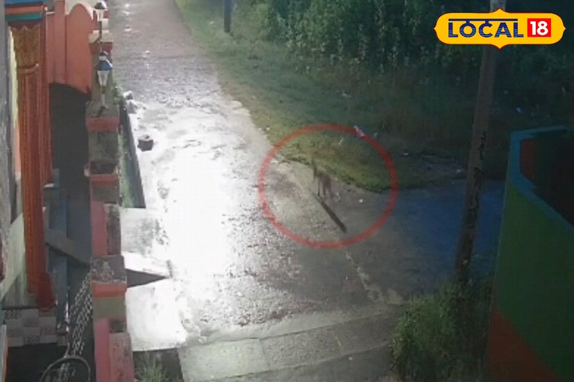 সোশ্যাল মিডিয়াতেও চলছে জোর আলোচনা। কেউ বলছেন এটি বাঘ, আবার কেউ দাবি করছেন হয়তো অন্য কোনও বন্যপ্রাণী। অনেকে আবার ছবি ও ভিডিও পোস্ট করে আতঙ্ক আরও ছড়াচ্ছেন। প্রত্যেকেই জানতে চাইছেন, আসলে কী সেই জন্তু? (ছবি ও তথ্য : মদন মাইতি)