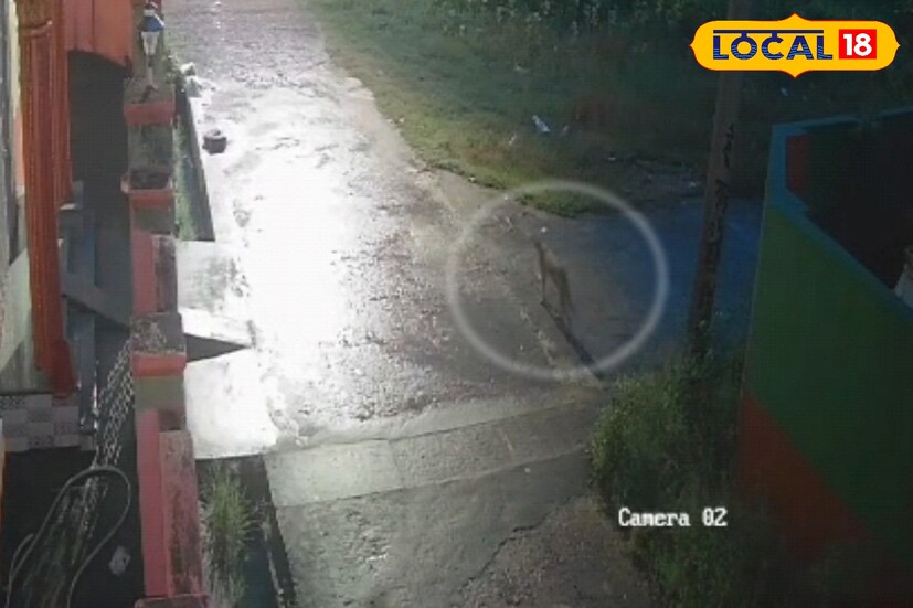 শহরে আতঙ্ক ছড়ালেও অনেকের মনে তৈরি হয়েছে প্রবল কৌতূহল। কেউ বলছেন এটি বাঘ, আবার কেউ বলছেন অজানা কোনও বন্যপ্রাণী। ভিডিও দেখে অনেকে মনে করছেন, “গড়ন বাঘের মতো হলেও চলাফেরার ভঙ্গি অনেকটাই আলাদা।” সেই ভিন্নতার কারণেই শহরবাসীর মনে ভয়ের পাশাপাশি কৌতূহলও বেড়ে চলেছে।