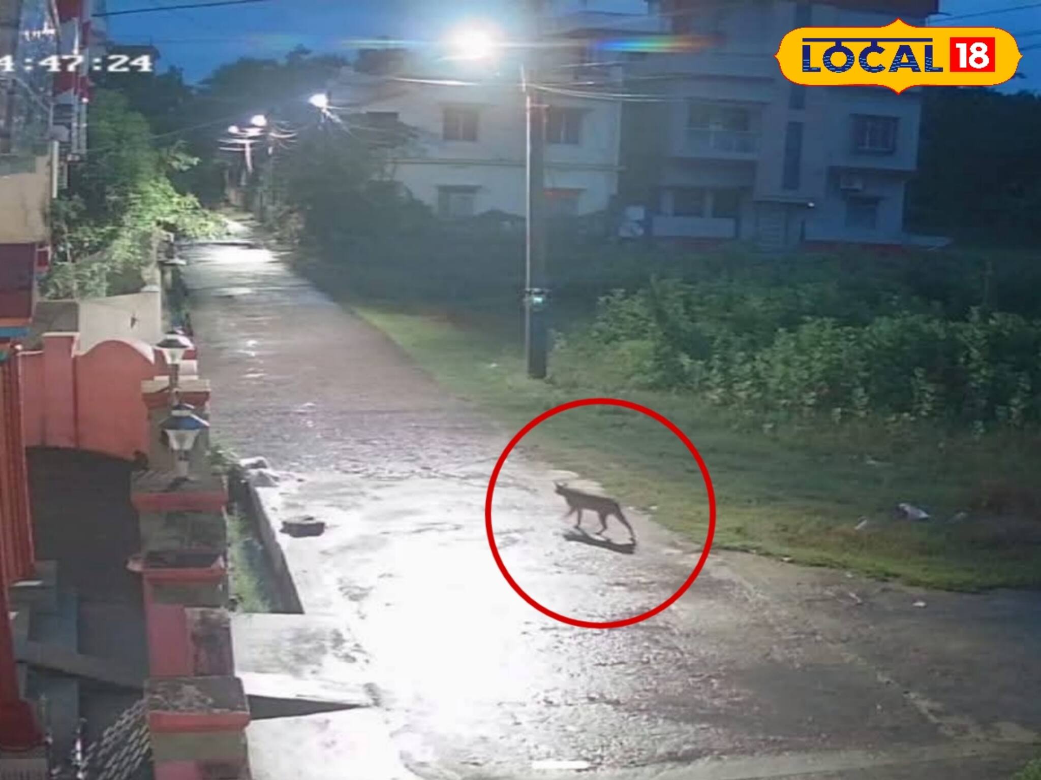 ভয়ে-আতঙ্কে ঘর থেকে বেরতে পারছে না কেউ! দিঘার আশেপাশে ঘুরে বেড়াচ্ছে ওটা কে? বাঘ নাকি?