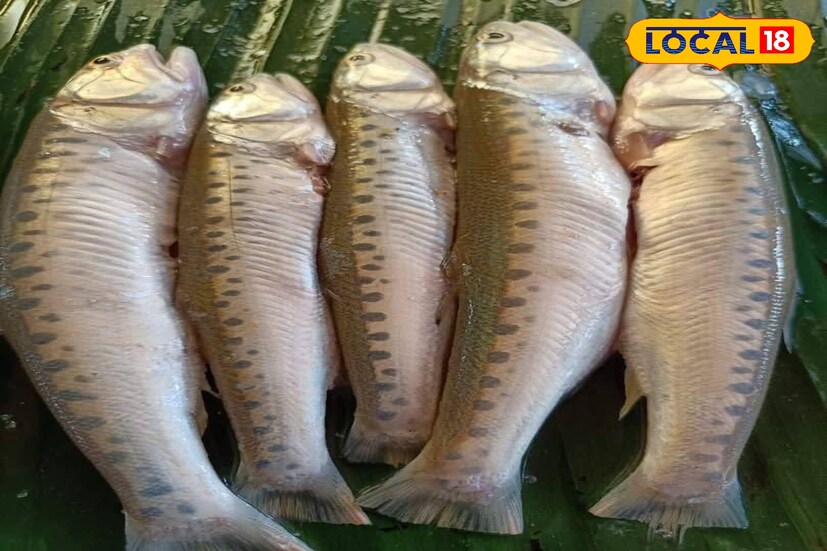 আলিপুরদুয়ার জেলার সবচাইতে কাছের নদীয়ালি মাছ এলং। এই মাছের নামেই এবারে সমর্পিত হতে চলেছে একটি উৎসব।যার আয়োজন হয়েছে জলদাপাড়া অভয়ারণ্যে। (তথ্য- অনন্যা দে)
