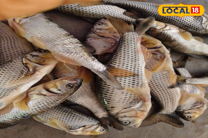 আলিপুরদুয়ার জেলায় রয়েছে তোর্ষা, মুজনাই, রায়ডাকের মত নদী। এই নদীর মাছ এলং। যা স্বাদে অতুলনীয়। ভোজন রসিকদের কথায় কেউ যদি একবার এলং মাছের ঝোল খেয়ে নেয় সে বোরোলির দিকে ফিরেও দেখবে না। তাই এবারে এলং মাছের নামে উৎসব রাখা হয়েছে।