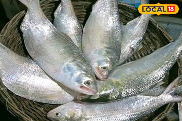জালে উঠবে টন টন চওড়া পেটের ইলিশ! চওড়া পেটির রূপালি শস্যের দাম কমবে হুড়মুড়িয়ে জালে উঠবে টন টন চওড়া পেটের ইলিশ! চওড়া পেটির রূপালি শস্যের দাম কমবে হুড়মুড়িয়ে