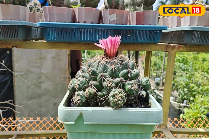 বর্তমানে বাড়ির বারান্দা কিংবা বাড়ির সামনে ফুল ফলের গাছ লাগান না এমন একটা ব্যক্তি খুঁজে পাওয়া মুশকিল। ফলে বছরের প্রতিটি সময়ই বাজারে বিভিন্ন ফুল-ফলের চারা গাছের চাহিদা ভালই! বাড়িতে অল্প পরিমাণ জমি কিংবা বাড়ির ছাদে ফুল ফলের নার্সারীর মাধ্যমেই মাসে হাজার হাজার টাকা রোজগার করা যায়।