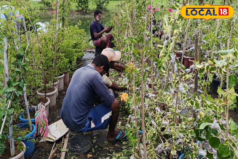 বিভিন্ন গাছের নার্সারি অত্যন্ত লাভজনক। বর্তমান সময়ে অনেকেই আছেন গাছের পরিচর্যা করে থাকেন। সঠিকভাবে গাছের কলম তৈরির মাধ্যমে উপার্জনের পথ খুলে যায়। বাড়ির ছাদ কিংবা বাড়ির সামনে অল্প জায়গায় সহজেই একটি নার্সারি বানিয়ে ফেলা যায়।