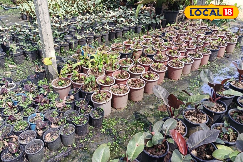 বর্তমান সময়ে অনলাইনে অন্যান্য জিনিসপত্রের মত ফুল ফলের গাছের চারা কেনাবেচার প্রবণতা বাড়ছে। ফলে ঘরে নার্সারি না করেও, ফুল ফলের গাছ অনলাইনে বিক্রির মাধ্যমেও ভাল টাকা রোজগার করা যায়, বলে জানান নার্সারির মালিক স্বপন প্রধান।