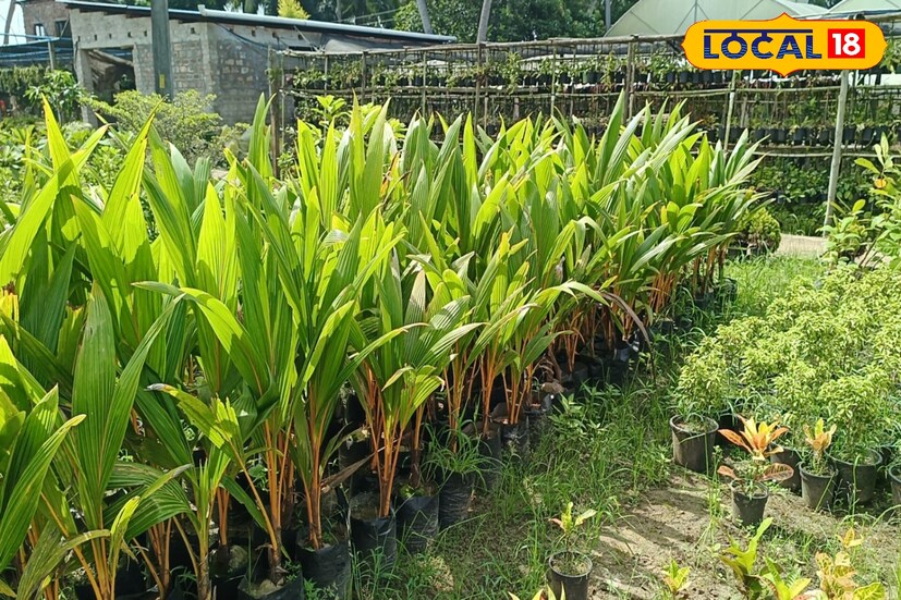 যারা গাছপালা পরিচর্যা করতে ভালোবাসেন, তাদের কাছে এই গাছপালাই একটি রোজকারের মাধ্যম। বেকারত্ব ঘোচাতে নার্সারি অত্যন্ত লাভজনক। বাড়ির ছাদ কিংবা বাড়ির আশেপাশে এক টুকরো জমিতে নার্সারি বানিয়ে, তা থেকেই প্রচুর ইনকামের সুযোগ রয়েছে।(ছবি ও তথ্য সৈকত শী)