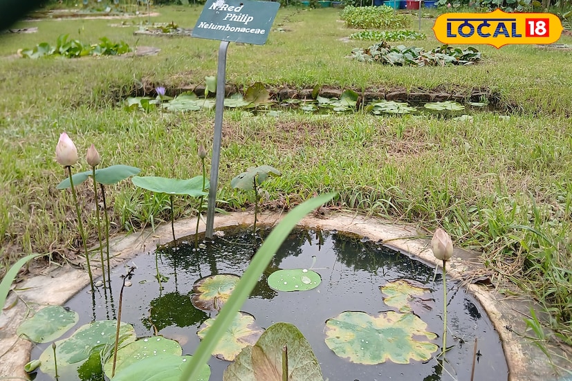যেখানে ভিক্টোরিয়া পদ্ম থেকে অন্যান্য বিভিন্ন বিরল প্রজাতির পদ্ম, লিলি এবং জলন উদ্ভিদ সংগ্রহ করা হয়েছে। এই বিভাগটি জলজ উদ্ভিদ সংরক্ষণের জন্য তৈরি করা হয়েছে। সব মিলিয়ে একশত অধিক প্রজাতির জলজ উদ্ভিদ রয়েছে। (ছবি ও তথ্য: রাকেশ মাইতি)
