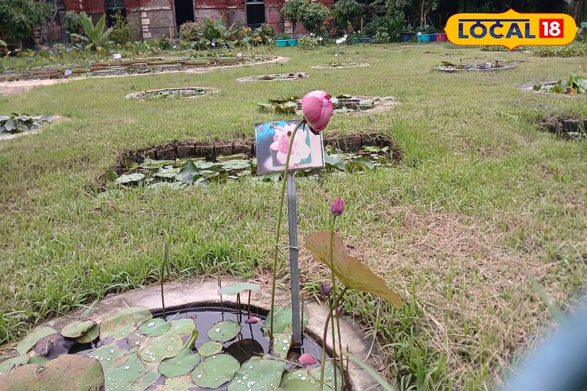 এ প্রসঙ্গে বোটানিক্যাল গার্ডেন জয়েন ডাইরেক্টর ডাঃ দেবেন্দ্র সিং জানান, শুরুতে প্রায় ৭৫ প্রজাতির সংরক্ষণ করা হয়েছিল, বর্তমানে সেই সংখ্যা বেড়ে ১০০ অধিক প্রজাতি রয়েছে এখানে। একটি স্থানে সমস্ত জলজ উদ্ভিদ একত্রিত করা, যেমন সৌন্দর্য উপভোগ করতে পর্যটক আসেন। তেমনি গবেষণার ক্ষেত্রে ও ছাত্র-ছাত্রীদের কাছে তথ্য সংগ্রহ করতে অনেক সুবিধাজনক এই বিভাগ। (ছবি ও তথ্য: রাকেশ মাইতি)