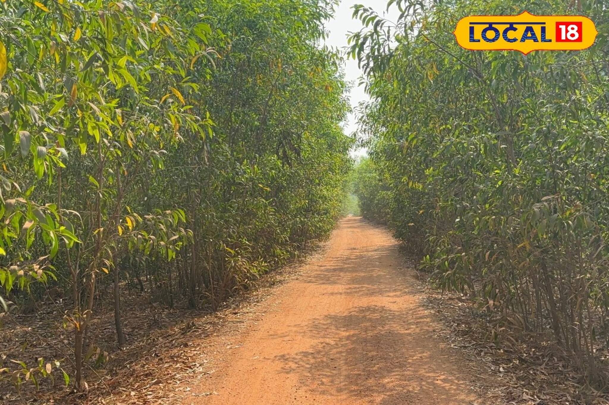 রাজকন্যার প্রেম পাশের গ্রামের গোয়ালা যুবকের সঙ্গে!নাগরপোঁতা জঙ্গলে ইতিহাস নয়,বেঁচে প্রেম