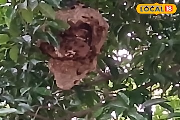 স্কুলে ঢুকে যখন তখন হামলা-উৎপাত! কালনায় আতঙ্কে বন্ধ স্কুল! কারণ জানলে অবাক হবেন আপনিও স্কুলে ঢুকে যখন তখন হামলা-উৎপাত! কালনায় আতঙ্কে বন্ধ স্কুল! কারণ জানলে অবাক হবেন আপনিও