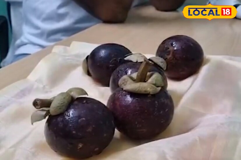 ম্যাঙ্গোস্টিন ভারতেও খুব একটা সহজলভ্য নয়। কেবল কেরালা ও তামিলনাড়ুর কিছু অঞ্চলে সীমিত পরিসরে এর চাষ হয়। দামি, বিরল আর সুস্বাদু হওয়ার পাশাপাশি এই ফলের রয়েছে অসাধারণ ঔষধিগুণ। গবেষণায় প্রমাণিত, এটি ক্যানসার, হৃদরোগ ও রক্তজমাট বাঁধার ঝুঁকি কমাতে সাহায্য করে। ফলে একদিকে যেমন এটি খাদ্যরসিকদের কাছে আকর্ষণীয়, তেমনি স্বাস্থ্যসচেতনদের কাছেও সমান জনপ্রিয়। ছবি ও তথ্য : ঋত্বিক ভট্টাচার্য 