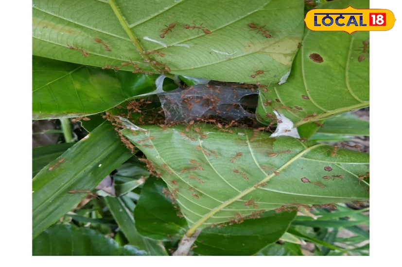 কমলা কিংবা তামাটে বর্ণের অত্যন্ত ক্ষিপ্র প্রজাতির এক পিঁপড়ে, জঙ্গলমহলে এর নাম কুরকুট। এই পিঁপড়ের ডিমের ব্যাপক চাহিদা। জঙ্গলমহলের বেলপাহাড়ি, আমলাশোল, কাঁকড়াঝোড়-সহ নানা জায়গায় এই কুরকুটের সন্ধান পাওয়া যায়।