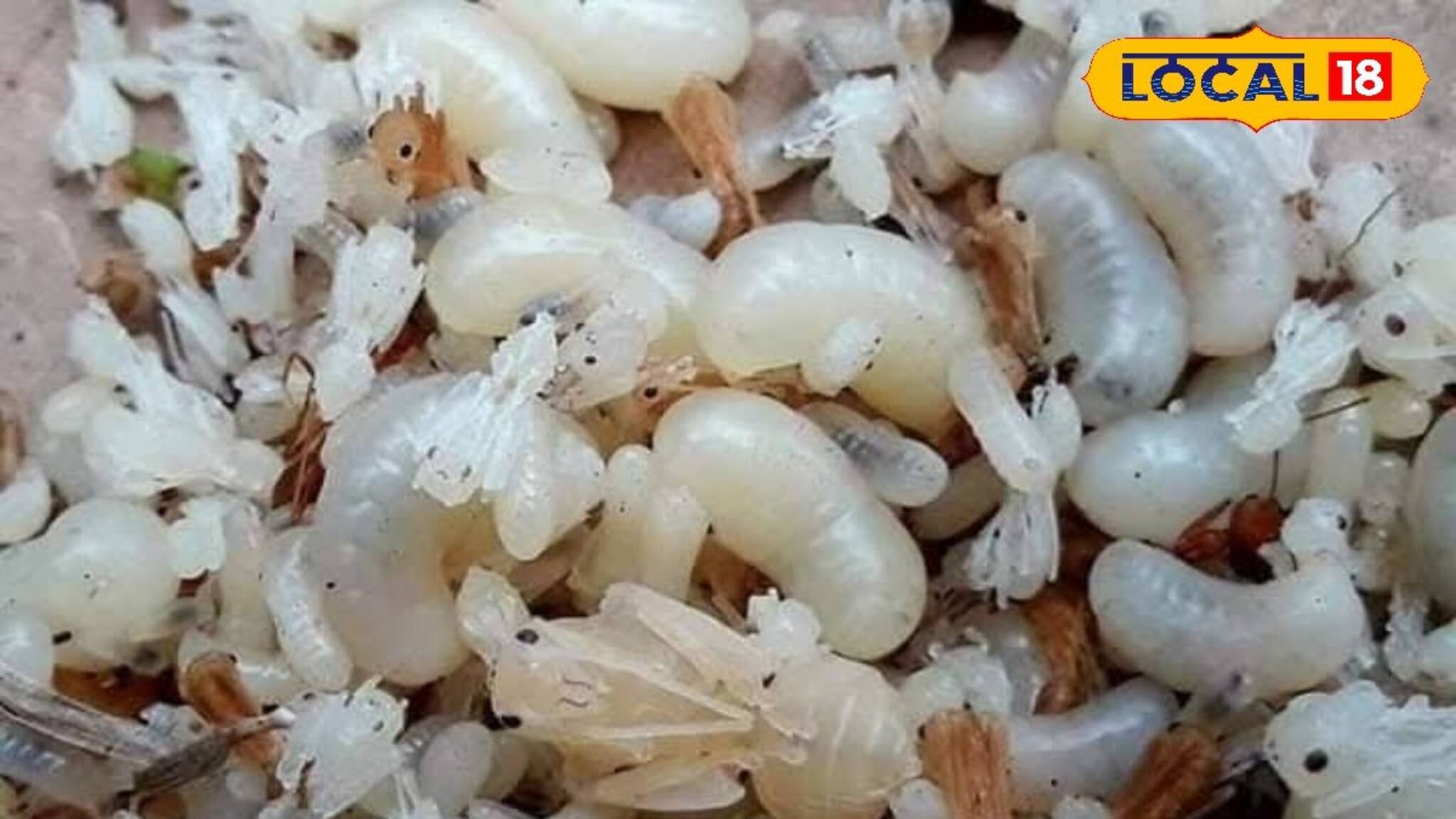 Jhargram News: জঙ্গলমহলের শাল জঙ্গলের মাঝেই মিলবে লাল কুরকুটের স্বাদ 