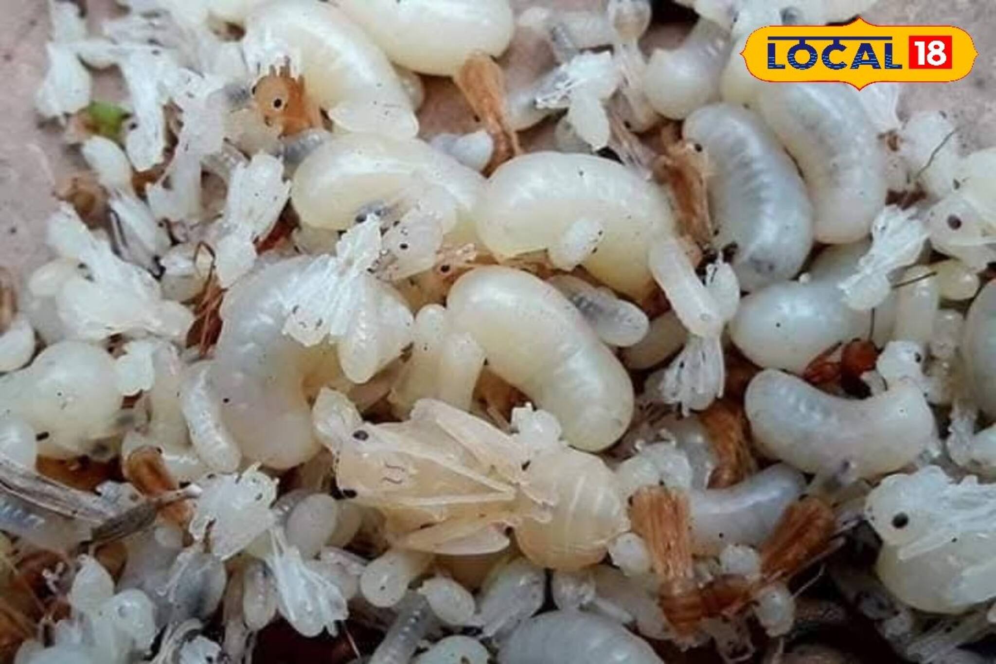 Jhargram News: জঙ্গলমহলের শাল জঙ্গলের মাঝেই মিলবে লাল কুরকুটের স্বাদ 