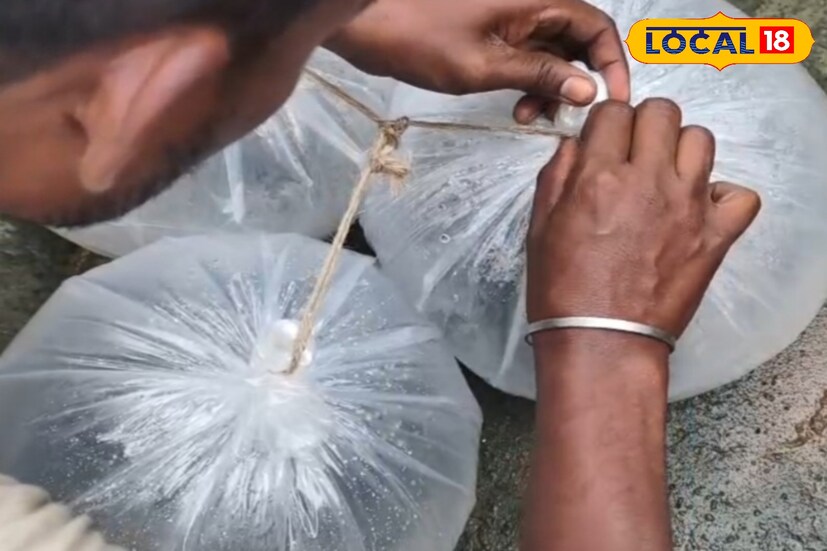 এদিন উপস্থিত ছিলেন বিষ্ণুপুর পৌরসভার উপ পুরপ্রধান মহাবীর আগরওয়াল। তিনি জানান, এই গাপ্পি মাছ ডেঙ্গি রোগের ভাইরাস বহনকারী ইজিপ্ট মশার লার্ভা খেয়ে নেয়। (ছবি ও তথ্যঃ অনিকেত বাউরী)
