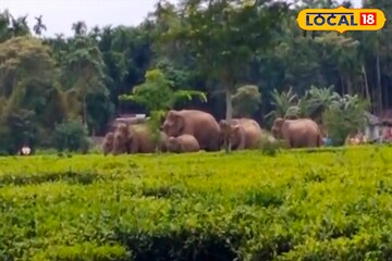 সাতসকালে বন্ধ হয়ে গেল কাজ! চা বাগান দখল করল...! ভয়ে চুপচাপ দাঁড়িয়ে সব দেখলেন শ্রমিকরা সাতসকালে বন্ধ হয়ে গেল কাজ! চা বাগান দখল করল...! ভয়ে চুপচাপ দাঁড়িয়ে সব দেখলেন শ্রমিকরা