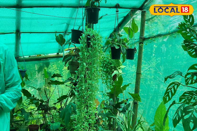 Business Idea: রাতারাতি হবেন ‘মালামাল’…! মাসে মাসে রোজগার করুন কাঁড়ি কাঁড়ি টাকা, বাড়িতে সামান্য জায়গা থাকলে করুন শুধু ‘এই’ কাজ