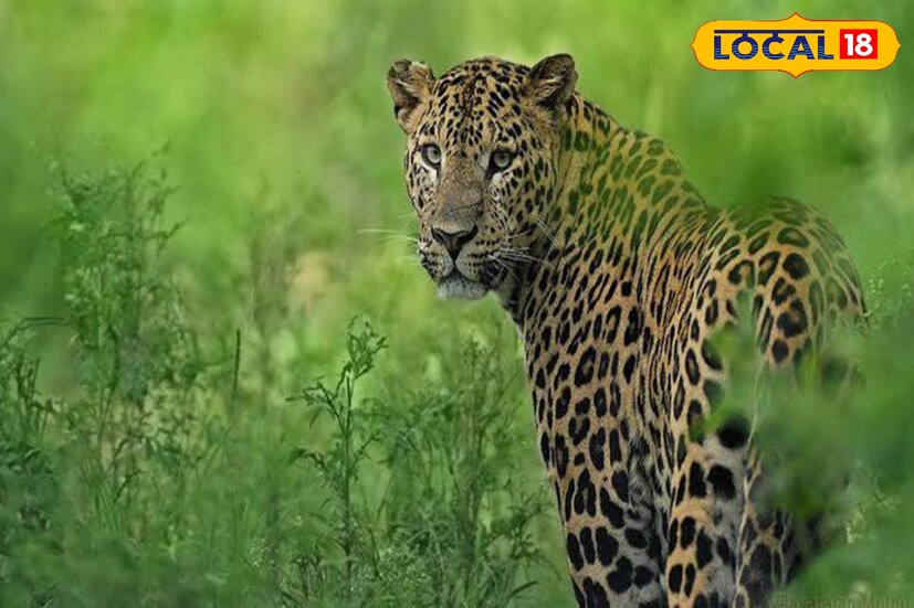 গতকাল গভীর রাতে চা বাগানের ৬ নম্বর সেকশনের পাতা খাঁচায় লেপার্ডটির দেখা মেলে। গতকাল রাতে শ্রমিক মহল্লার থেকে সেই শব্দ শোনা যায়। এরপর সকলে লেপার্ডটিকে দেখতে পান। 