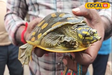 কালোর উপর হলুদ, দেখতে অন্যদের থেকে আলাদা! টোটো চালকদের তৎপরতায় উদ্ধার বিরল প্রজাতির কচ্ছপ কালোর উপর হলুদ, দেখতে অন্যদের থেকে আলাদা! টোটো চালকদের তৎপরতায় উদ্ধার বিরল প্রজাতির কচ্ছপ