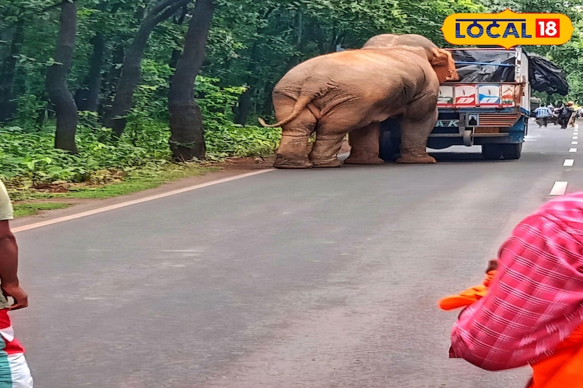 শনিবার বিকেলে ঝাড়গ্রামের জিতুশোল এলাকায় এই ঘটনাটি ঘটে।‌ এদিন খাবারের খোঁজেই রামলাল গাড়ি আটকে দাঁড়িয়ে থাকে দীর্ঘক্ষণ। (ছবি ও তথ্য - তন্ময় নন্দী)