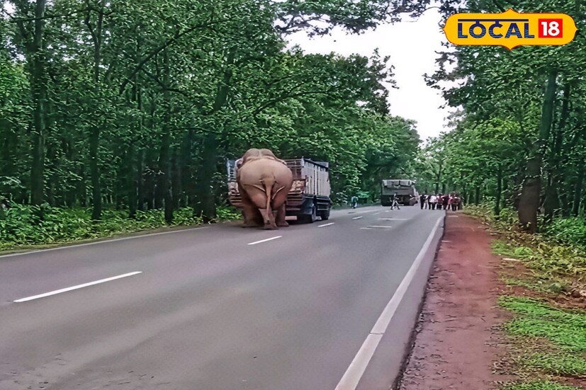 ঝাড়গ্রাম, তন্ময় নন্দী : বৃষ্টিস্নাত দিনে গাড়ি আটকে রাস্তায় তাণ্ডব রামলালের। ঘন্টাখানেক একটি পিকআপ ভ্যানকে আটকে রেখে তাণ্ডব। যা তাড়িয়ে তাড়িয়ে উপভোগ করলেন জঙ্গলমহলের বাসিন্দারা। ঝাড়গ্রাম লোধাশুলি নয় নম্বর রাজ্য সড়কের উপর চলন্ত একটি লরি আটকে রীতিমত তাণ্ডব দেখায় জঙ্গলমহলবাসীর অতি পরিচিত ও জনপ্রিয় হাতি রামলাল। 