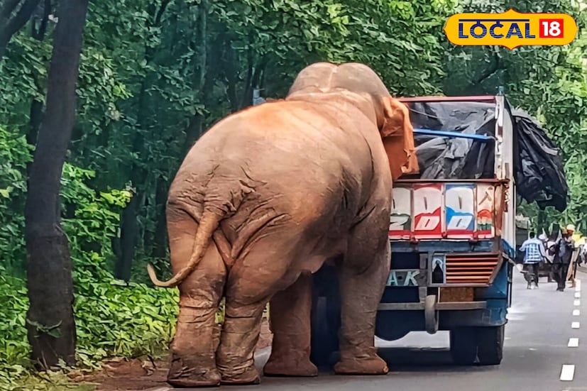 রামলাল মাঝে মাঝে রাস্তা আটকে দাঁড়িয়ে থাকলেও সে সাধারণ মানুষের কোন ক্ষতি করে না। শুধুমাত্র খাবারের জন্যই সে রাস্তায় গাড়ি আটকায়। যার ফলে দীর্ঘক্ষণ যানজট সৃষ্টি হয় ওই এলাকায়। সেই সমস্ত দৃশ্যগুলিই ভাইরাল হয় সোশ্যাল মিডিয়ায়। (ছবি ও তথ্য - তন্ময় নন্দী) 