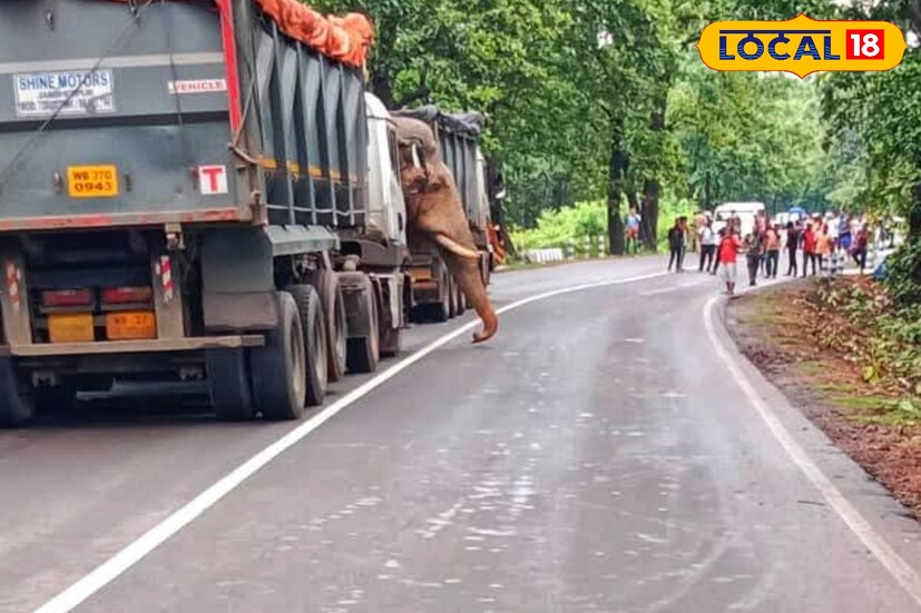 গড় শালবনীর বাসিন্দা চিরঞ্জিত মাহাত জানায় জিতুশোল এলাকা কাঁপিয়ে বেড়ায় রামলাল। খিদে পেলেই রামলাল পথ আটকে খাবারের সন্ধান চালায়। এদিনও খাবারের সন্ধানেই লরি আটকায়। (ছবি ও তথ্য - তন্ময় নন্দী) 