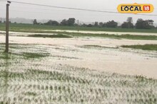 বৃষ্টিতে ডুবেছে ধান জমি, পুজোর আগে গ্রামবাংলায় হাহাকার