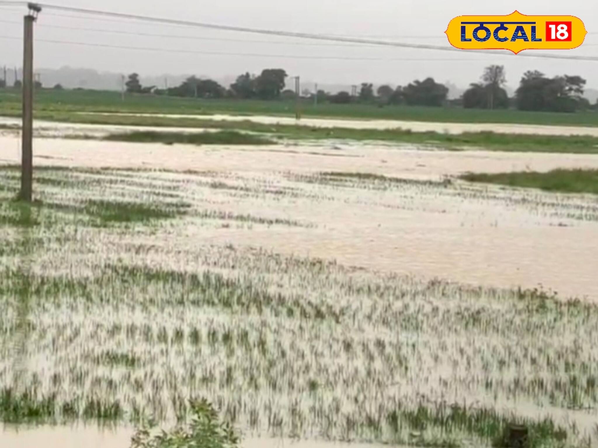 বৃষ্টিতে ডুবেছে ধান জমি, পুজোর আগে গ্রামবাংলায় হাহাকার