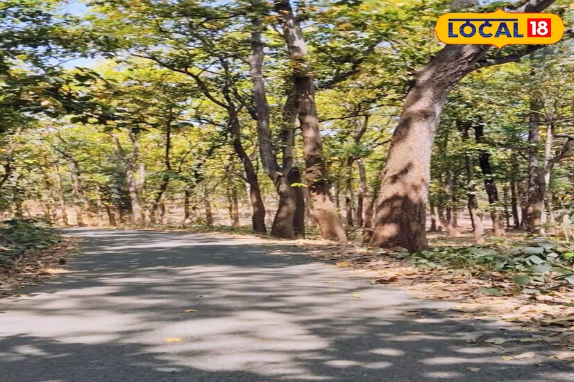বর্ষাকালে এক সময় প্রচুর কাঁকড়া পাওয়া যেত। সেখান থেকেই জঙ্গলের নাম কাঁকড়াঝোড়। বেলপাহাড়ি লাগোয়া কাঁকড়াঝোড় অরণ্য, এই অঞ্চলের পাহাড়ি ভূখণ্ড এবং তার সঙ্গে একাধিক পাহাড়ী জলপ্রপাত ও ঝর্ণা নিয়ে নিজস্ব সৌন্দর্য্যে বিরাজমান । কাঁকড়াঝোড় বন বাংলোয় থাকতেও পারবেন পর্যটকরা।আমলাশোল পাহাড় তার গহীন অরণ্যানী নিয়ে এই সৌন্দর্যের আবহমান কালের সাক্ষী । পূর্ণিমার রাতের এই সৌন্দর্য এক প্রকৃতি প্রেমিকের মনের মনিকোঠায় তার নিজস্ব আসনে বিরাজমান থাকবে । এই রোমাঞ্চকর অভিজ্ঞতার সাক্ষী থাকতে কাঁকরাঝোড় আপনার জন্য শ্রেষ্ঠ জায়গা।