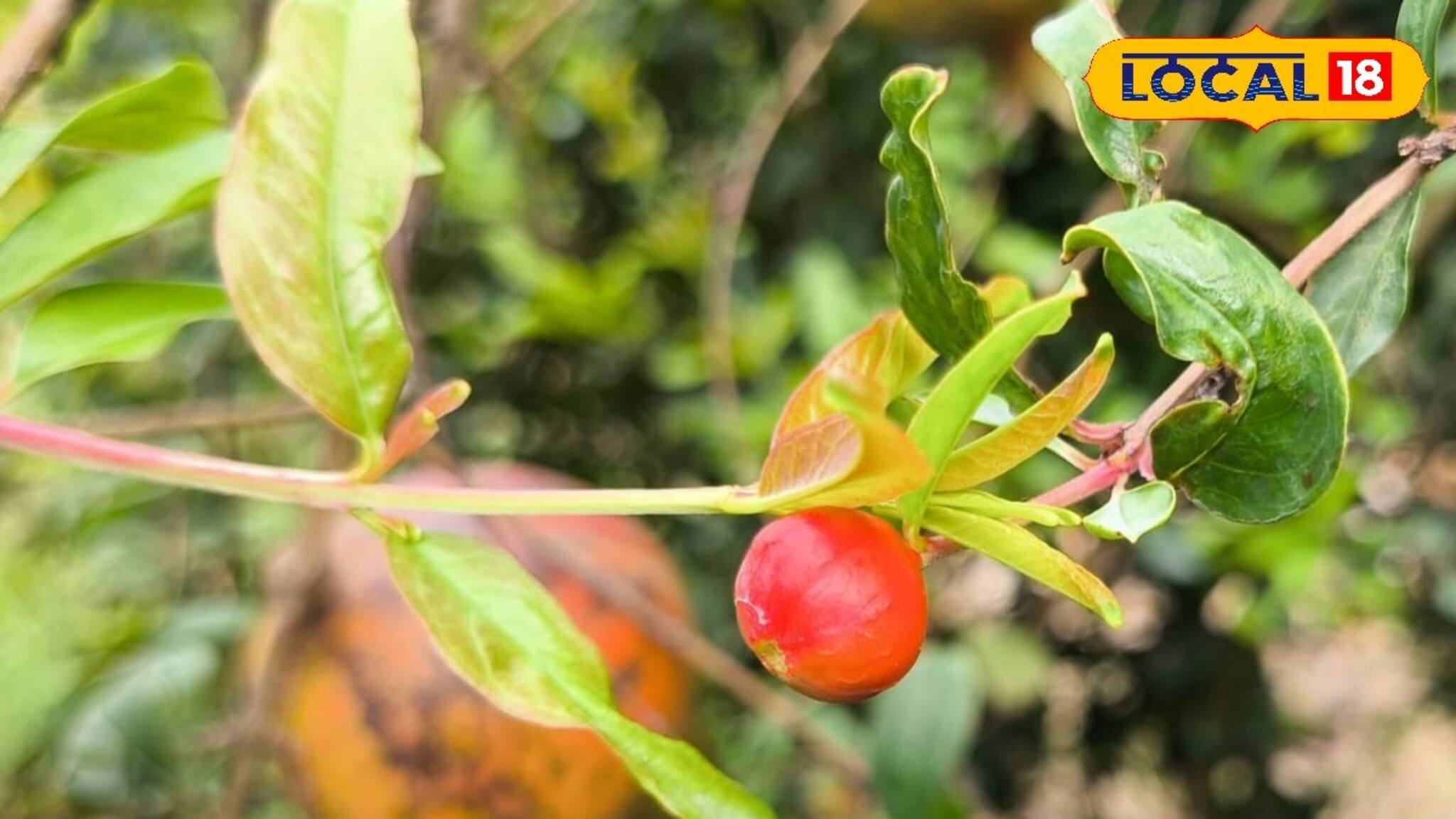 Cultivation News: এই গাছ লাগিয়েই মালামাল, 'গরিবের ব্লু বেরি' চাষে বাজার কাঁপাচ্ছে বাঁকুড়া